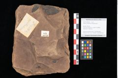 Foto (Objekt + Etikett) von Quercus palaeoilex Ettingshausen (NHMW-GEO-2024-0188-0822)